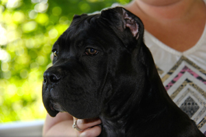 cane corso italiano